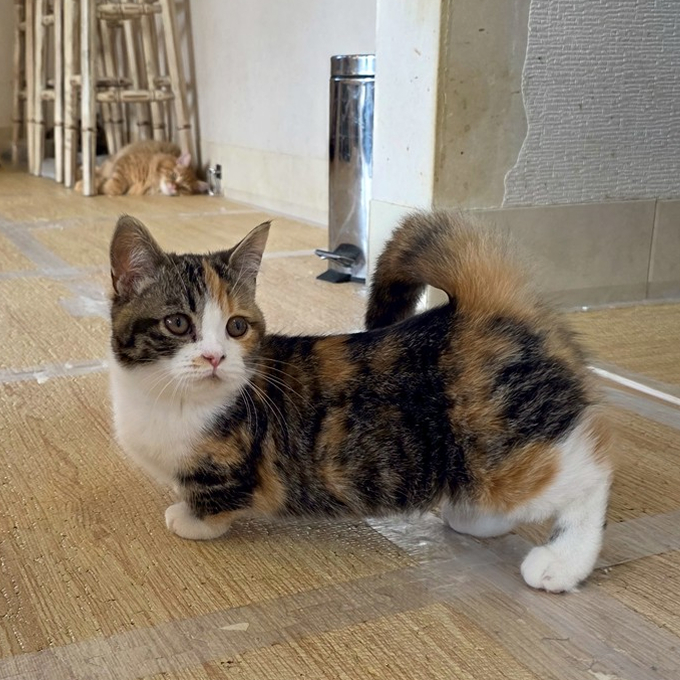 ミモザ